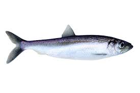 Herring: A Nutrient-Rich Choice for Scoliosis Patients