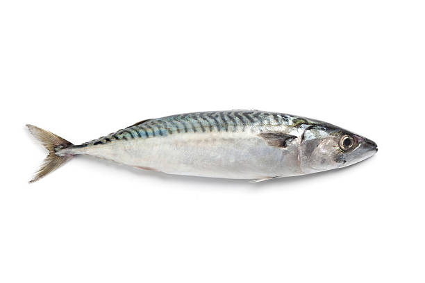 Exploring Mackerel Fish Benefits for Scoliosis Health