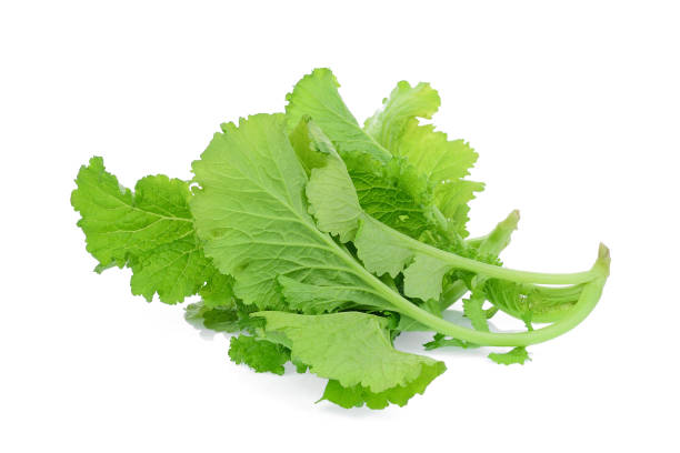 Exploring Mustard Greens and Scoliosis: Facts and Tips