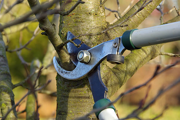 How to Avoid Back Pain while Pruning Trees