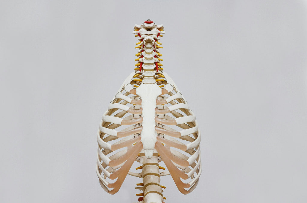 Understanding the Ribcage and Scoliosis