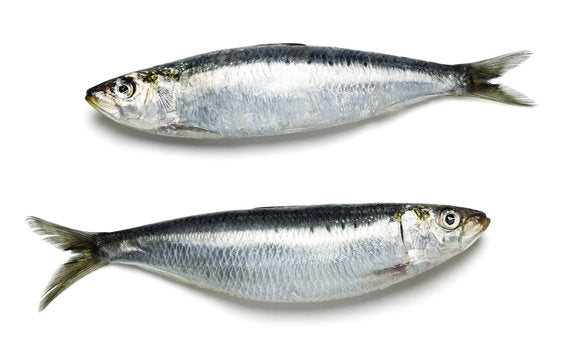 How Sardines Can Help With Nutrition in Scoliosis